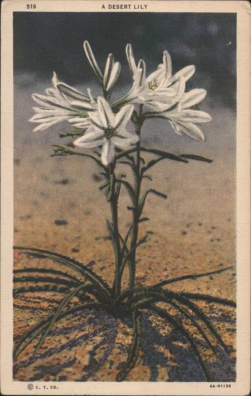 A Desert Lily Cactus & Desert Plants