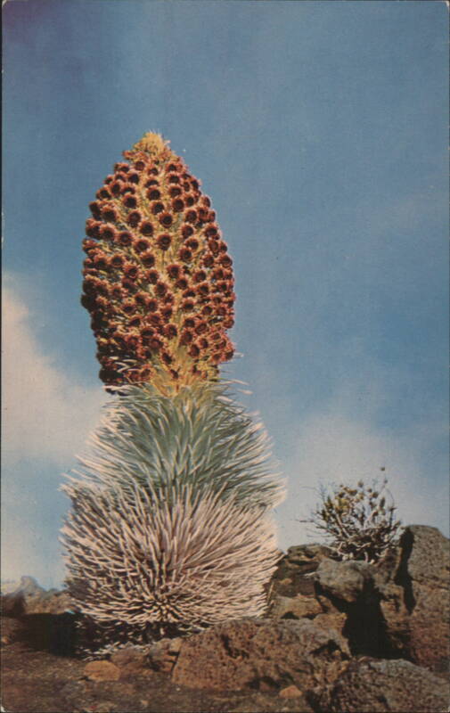 Haleakala Silversword Plant Hawaii