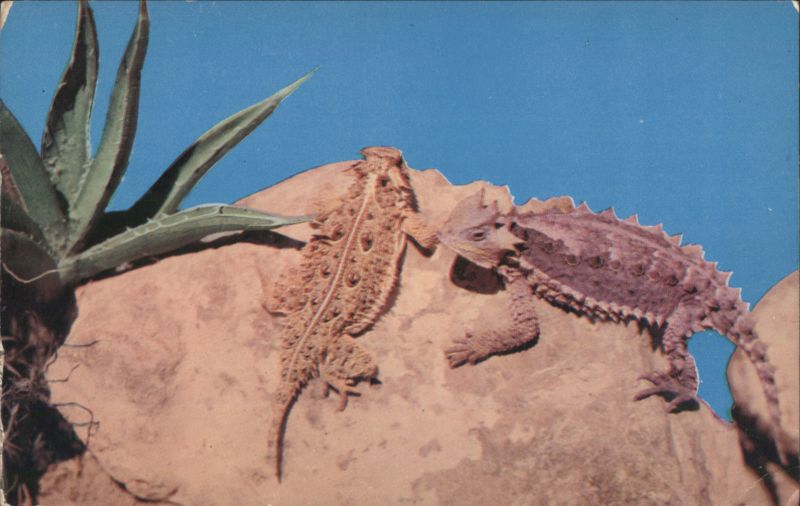 Horned Toads Desert Creatures Cletis Reaves Snakes & Reptiles