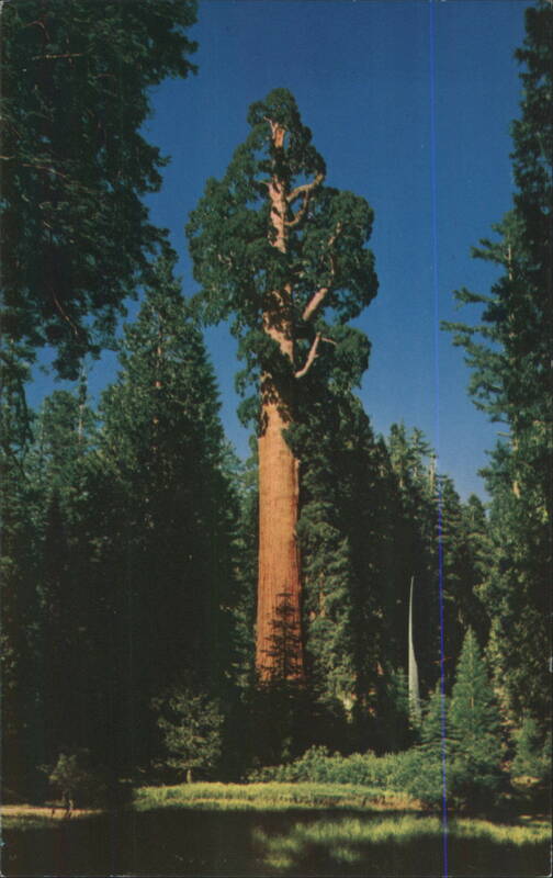 General Grant Tree, Nation's Christmas Tree California
