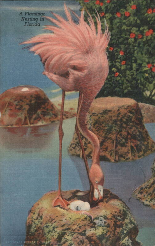 Flamingo Nesting in Florida, Hialeah Park Thomas R. West