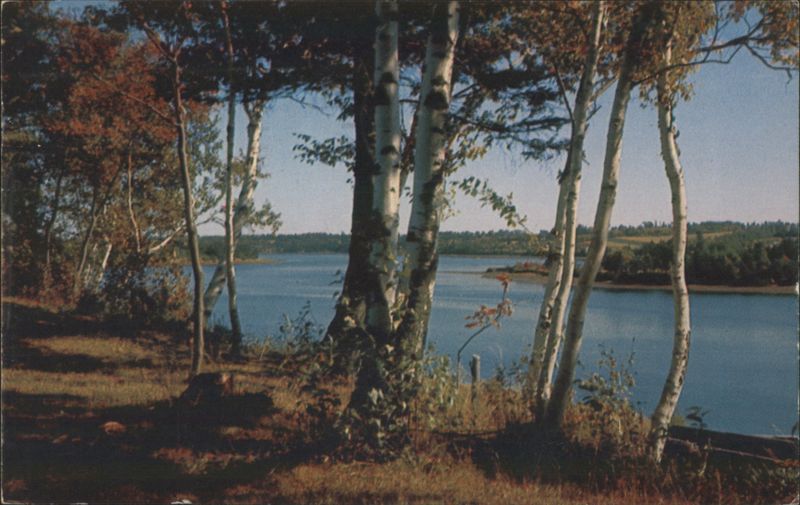 Montague River, Prince Edward Island - Birch Trees by Water PE Canada