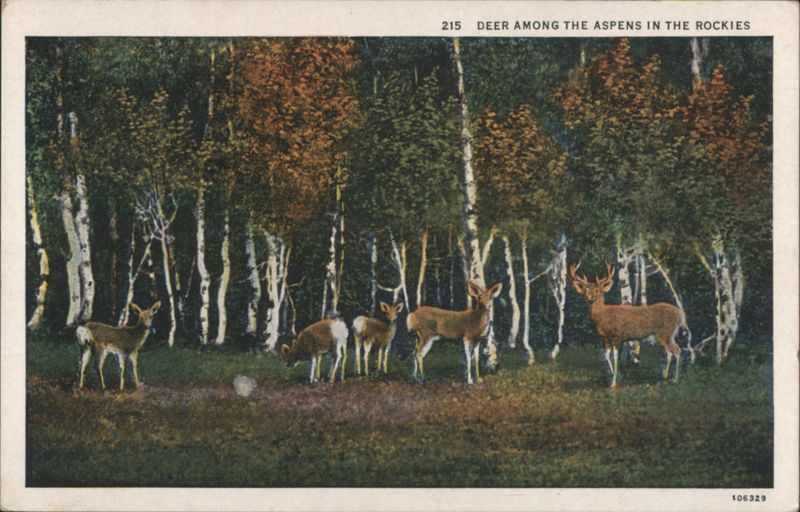 Deer Among the Aspens in the Rockies