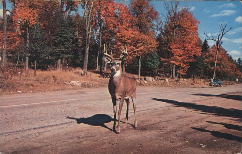 Deer Crossing, Autumn Forest Scene Henry Fry