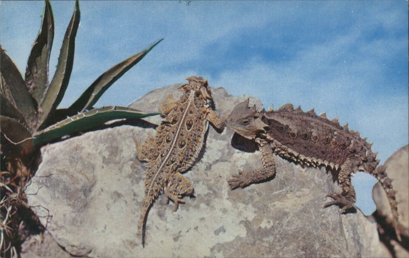 Horned Toads on Rock, Desert Creatures Snakes & Reptiles
