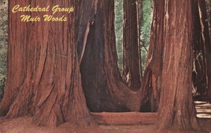 Cathedral Group, Muir Woods National Monument Mill Valley California