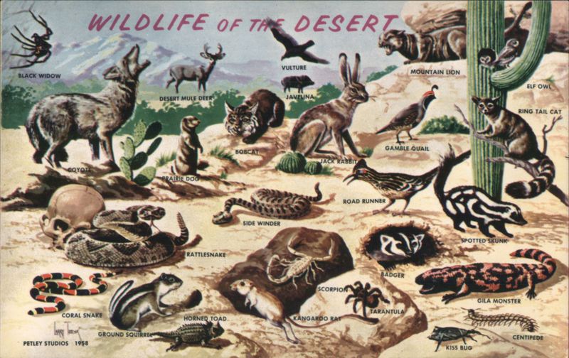 Wildlife of the Desert Southwestern Animals Illustration