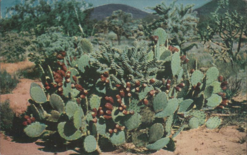 Prickly Pear Cactus with Red Fruits, Desert Landscape