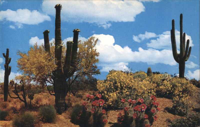Springtime on the Desert with Saguaros and Desert Blooms