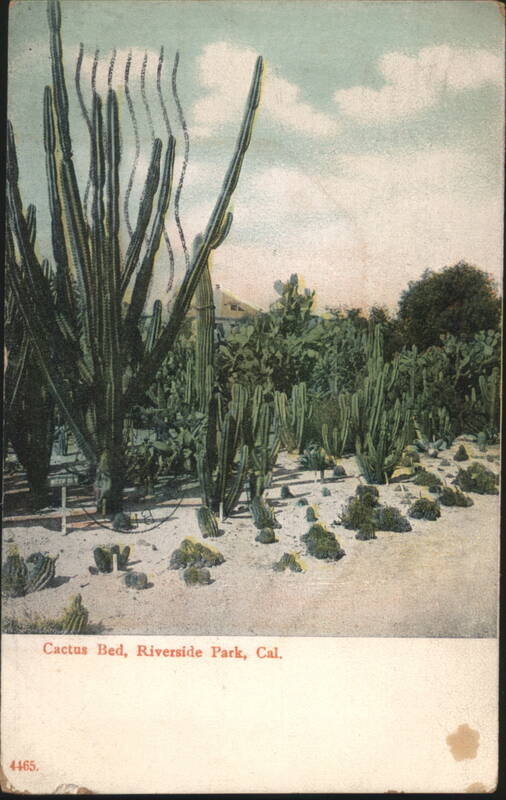 Cactus Bed, Riverside Park California