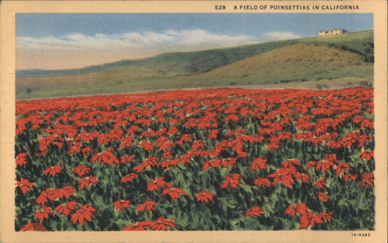 FIELD OF POINSETTIAS IN CALIFORNIA