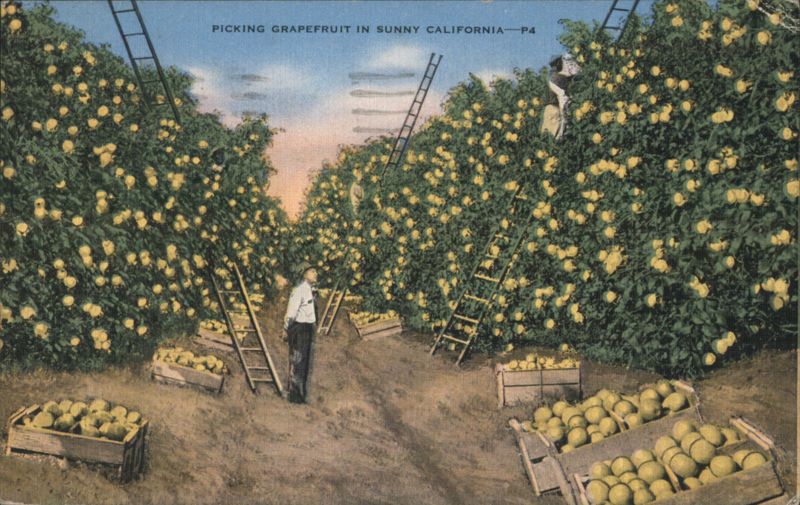 Picking Grapefruit in Sunny California