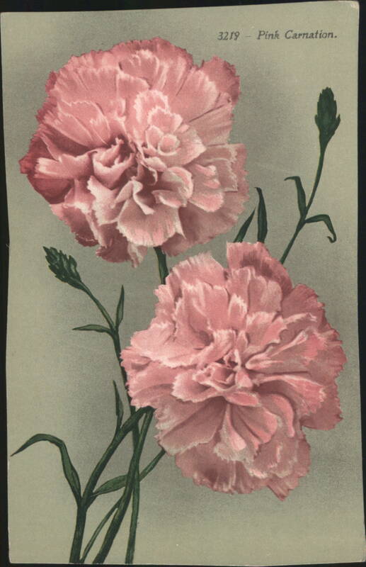 Pink Carnation Flowers