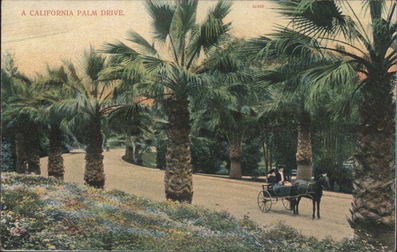 A California Palm Drive with Horse-Drawn Cart Los Angeles