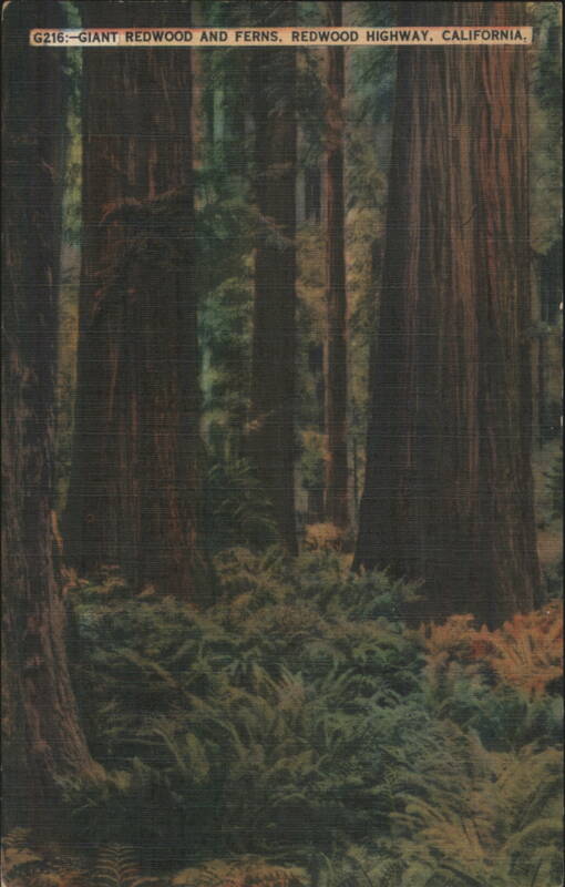 GIANT REDWOOD AND FERNS. REDWOOD HIGHWAY. California