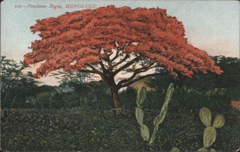 Ponciana Regia Tree in Bloom Honolulu Hawaii