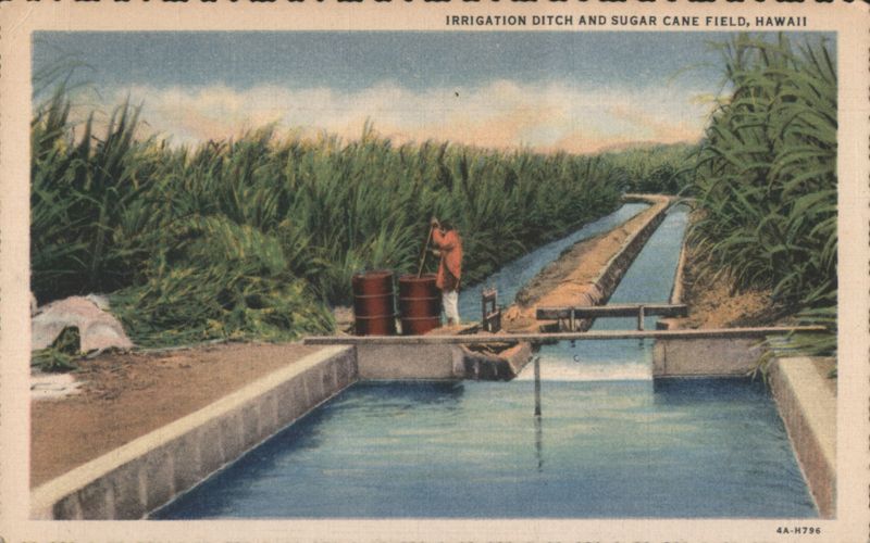 Irrigation Ditch and Sugar Cane Field, Hawaii