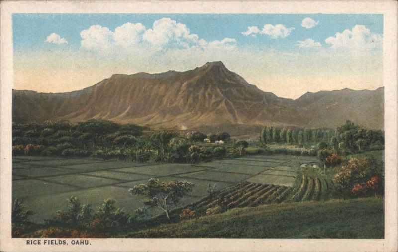 Rice Fields with Mountains, Oahu Hawaii