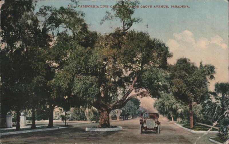 California Live Oak, Orange Grove Avenue, Pasadena