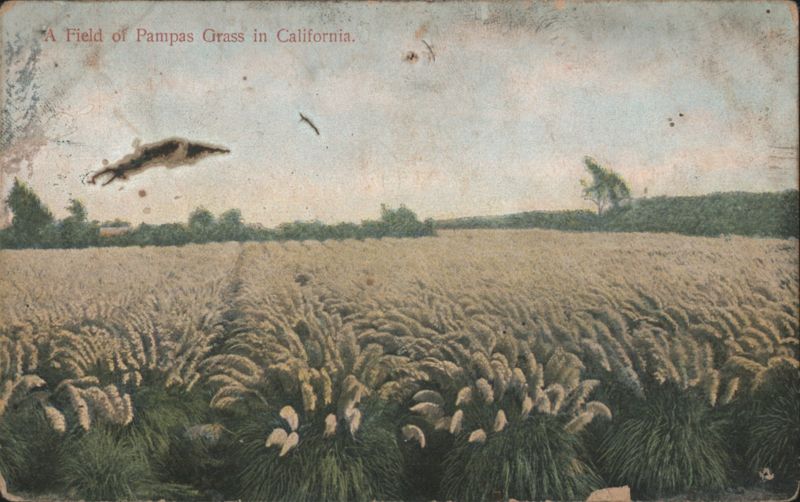 A Field of Pampas Grass in California Fresno