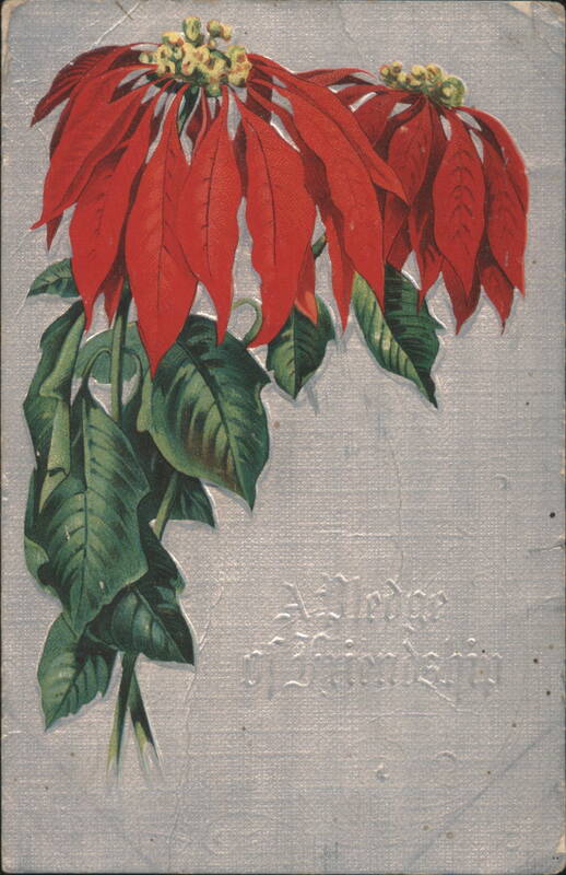 Poinsettias, Frohe Weihnachten, Christmas Flowers