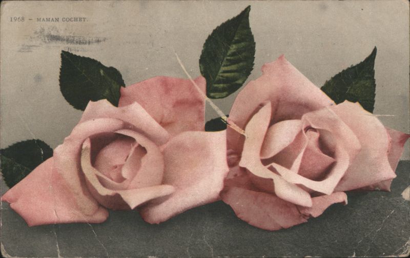 Two Pink Maman Cochet Roses Flowers