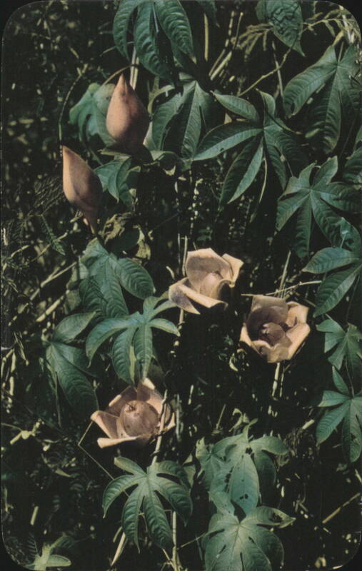 Wood Rose (Ipomea Tuberosa) Hawaiian Loke Baba Plant Honolulu