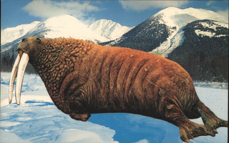 A World's Record Walrus - Alaskan Mountains Leona Wilkerson