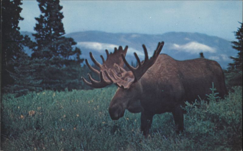 Alaskan Bull Moose in Grassy Field, Mountains Bob Giersdorf