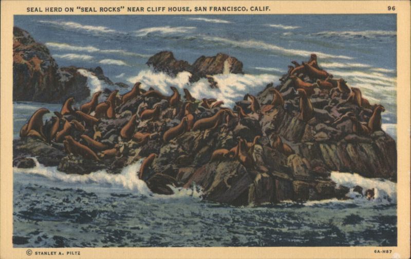 Seal Herd on Seal Rocks, Cliff House, San Francisco California