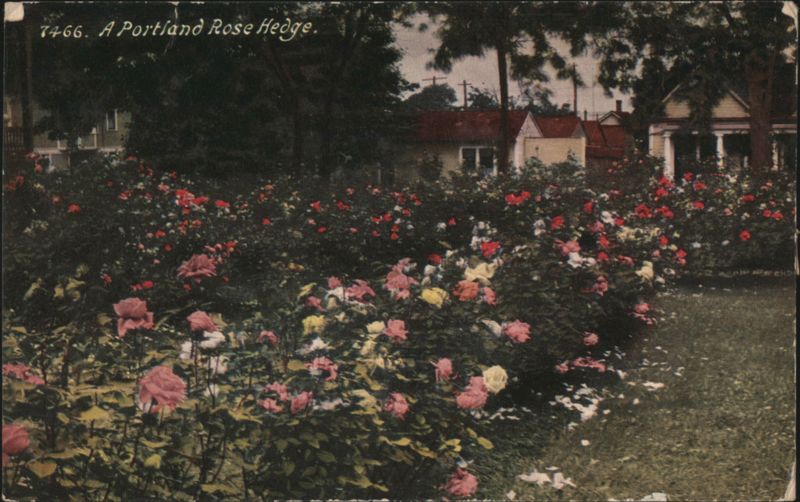 A Portland Rose Hedge Oregon