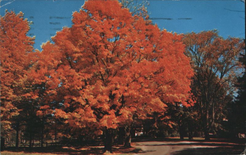 Autumn Foliage on Route 7, Vermont Frank Forward