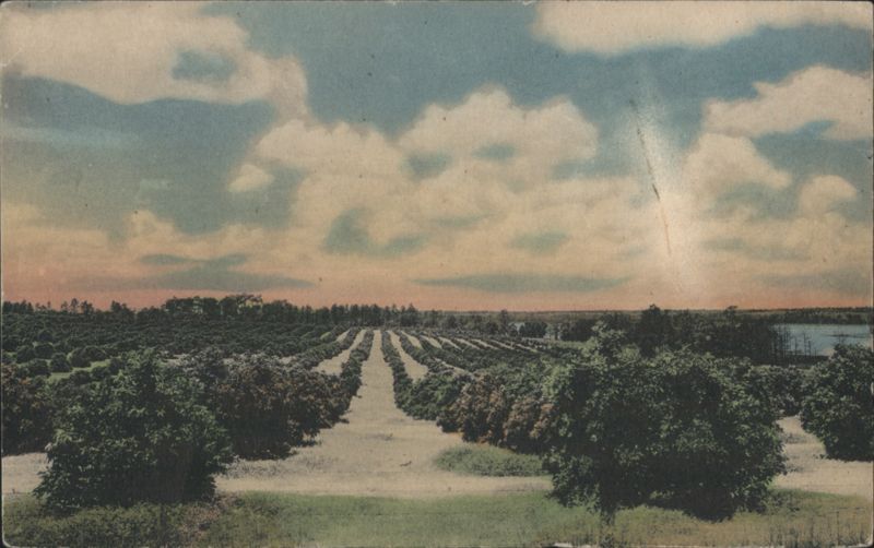 Hand-Colored Florida Orange Grove
