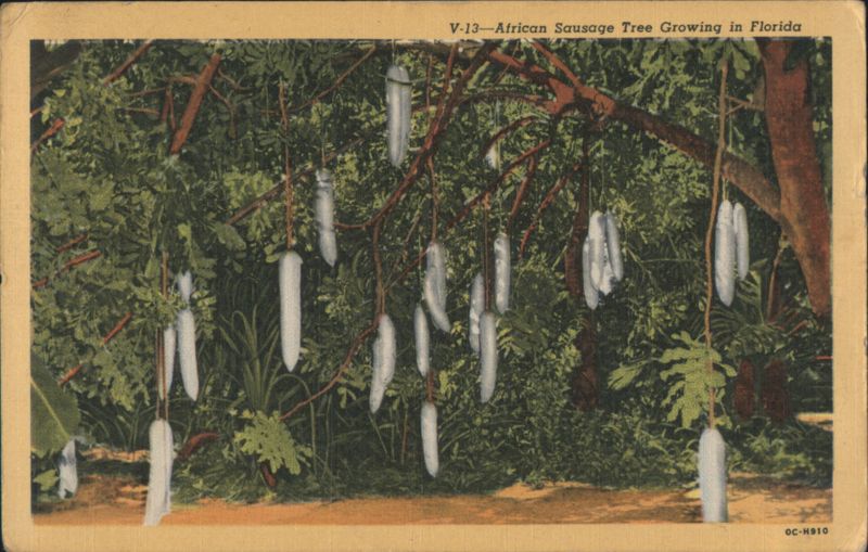 African Sausage Tree Growing in Florida West Palm Beach