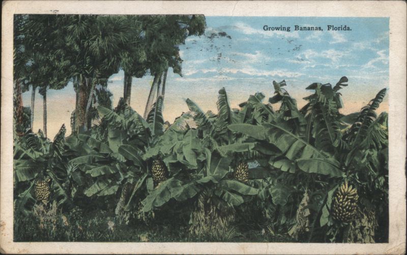 Growing Bananas, Florida