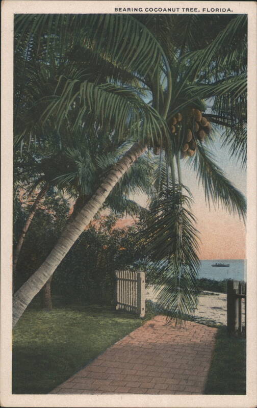 Bearing Cocoanut Tree, Florida