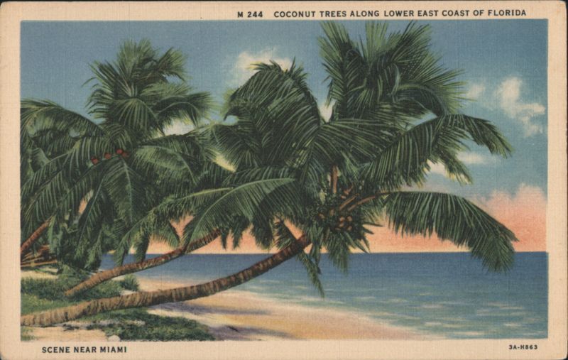 Coconut Trees Along Lower East Coast of Florida Miami