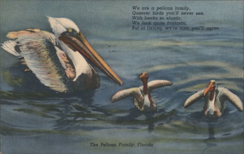 Pelican Family, Florida - Queerer Birds You'll Never See