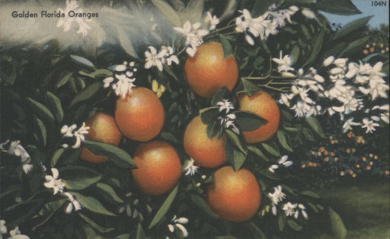 Golden Florida Oranges & Blossoms Fruit