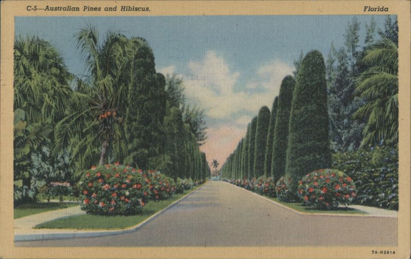 Australian Pines and Hibiscus Avenue West Palm Beach Florida
