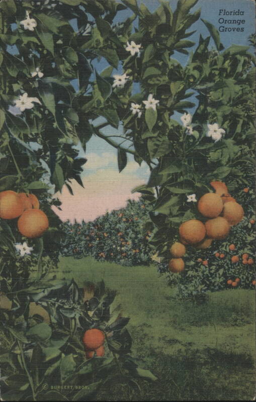 Florida Orange Groves with Blossoms and Fruit