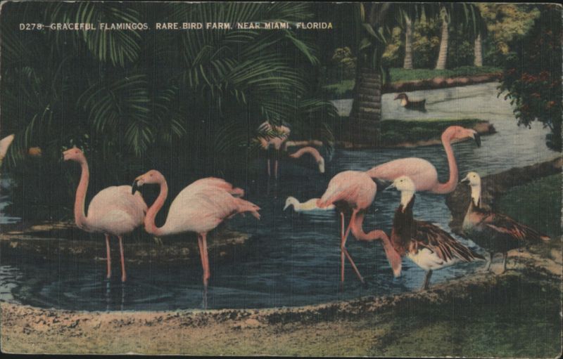 Graceful Flamingos Rare Bird Farm, Miami, FL Florida