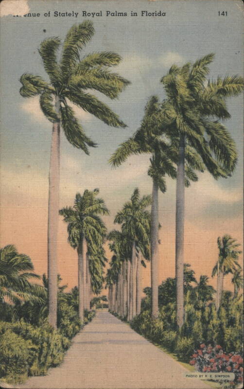 Avenue of Stately Royal Palms in Florida R.E. Simpson