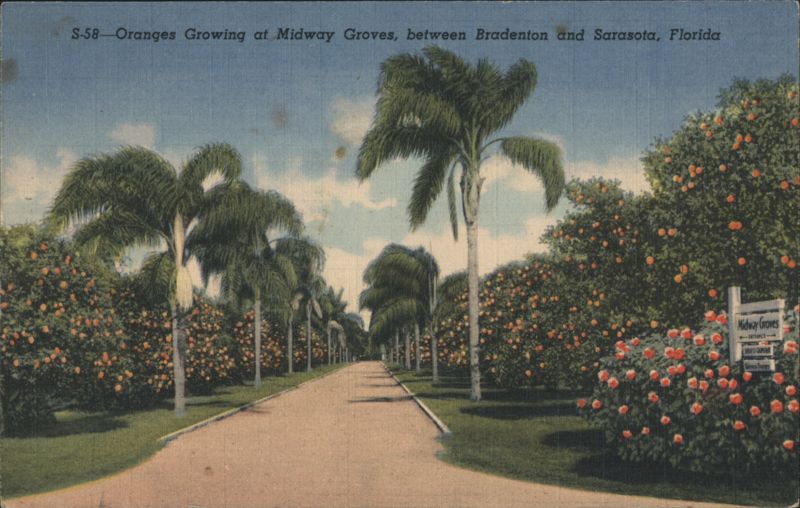 Oranges Growing at Midway Groves, Florida