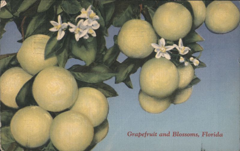 Grapefruit and Blossoms, Florida St. Petersburg