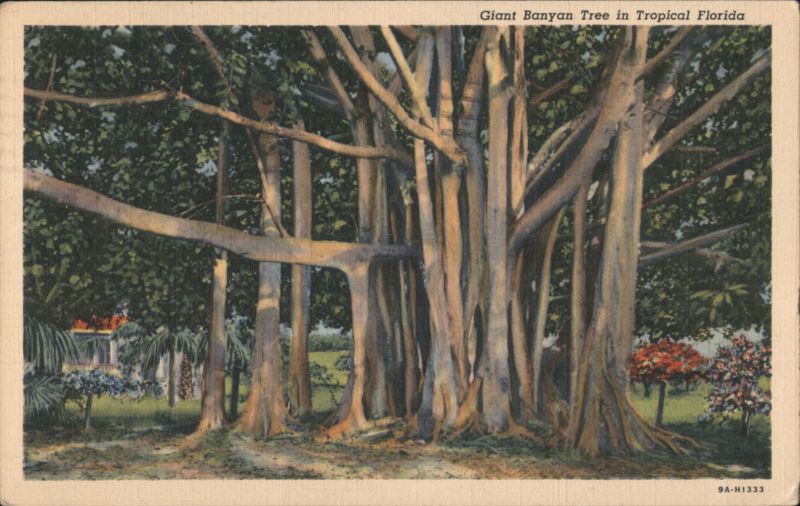 Giant Banyan Tree in Tropical Florida