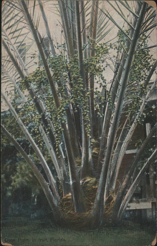 Date Palm in fruit, Florida