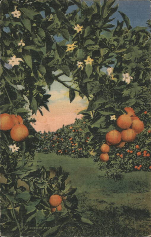 Orange Grove with Blossoms & Fruit, Florida