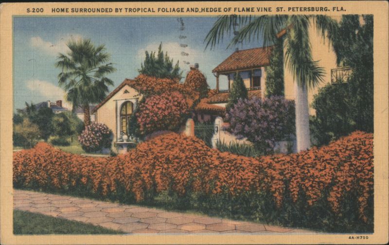 Home Surrounded by Tropical Foliage & Flame Vine Hedge St. Petersburg Florida