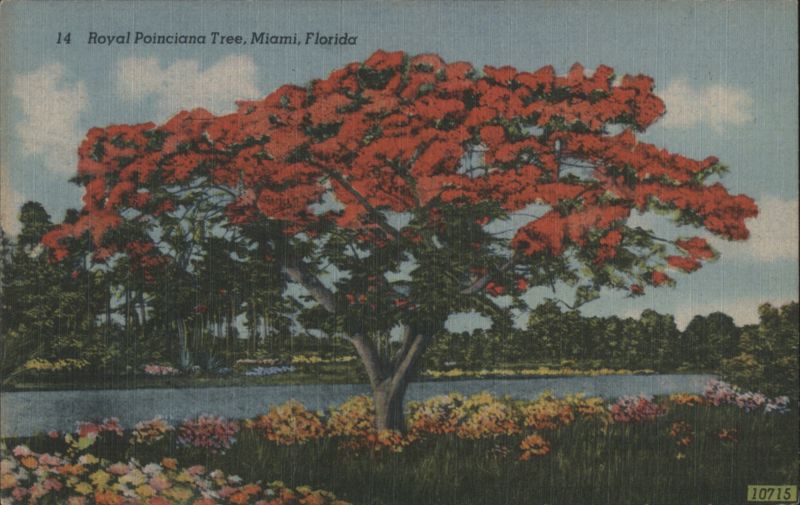 Royal Poinciana Tree in Bloom Miami Florida